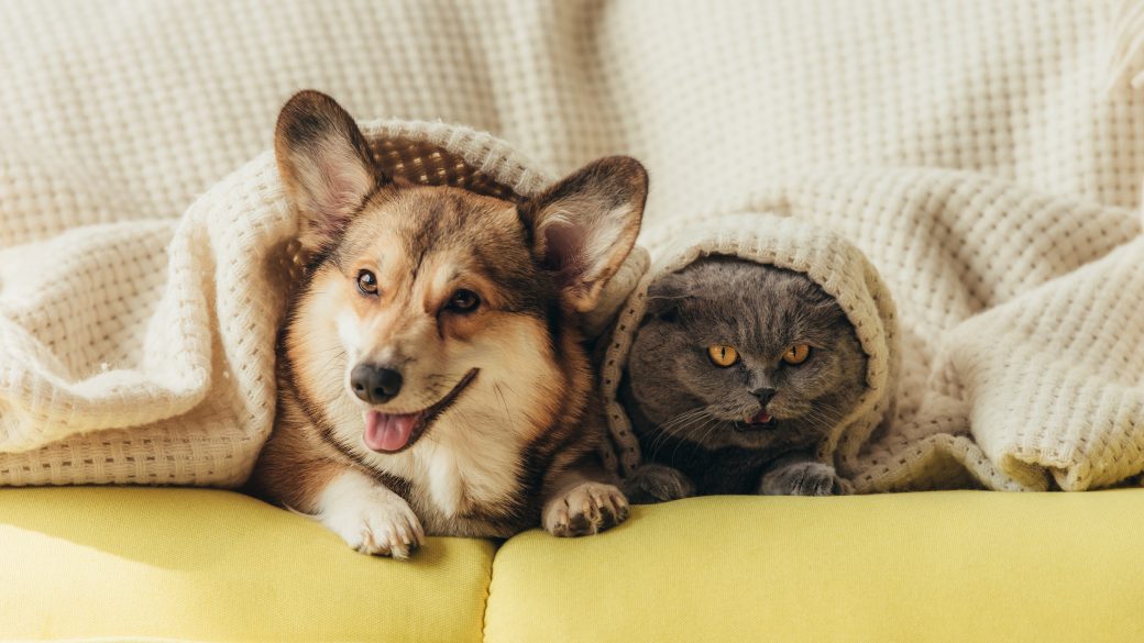 Home designs for your four-legged family